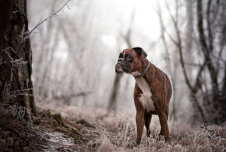 Illustration de l'article : 20 superbes photos d'un Boxer adorant partir en randonnée