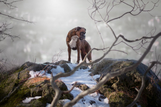 Illustration de l'article : 20 superbes photos d'un Boxer adorant partir en randonnée