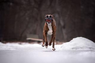 Illustration de l'article : 20 superbes photos d'un Boxer adorant partir en randonnée