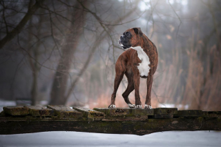 Illustration de l'article : 20 superbes photos d'un Boxer adorant partir en randonnée