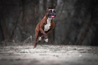 Illustration de l'article : 20 superbes photos d'un Boxer adorant partir en randonnée