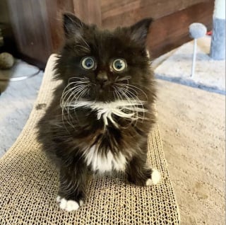 Illustration de l'article : Un chaton placé dans un refuge dépérit de jour en jour. Une femme le découvre et fait tout pour lui redonner du courage (vidéo)