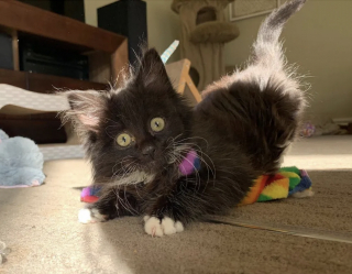 Illustration de l'article : Un chaton placé dans un refuge dépérit de jour en jour. Une femme le découvre et fait tout pour lui redonner du courage (vidéo)