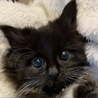 Illustration de l'article : Un chaton placé dans un refuge dépérit de jour en jour. Une femme le découvre et fait tout pour lui redonner du courage (vidéo)