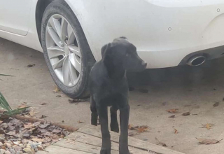 Illustration de l'article : Un homme entend des pleurs sous sa voiture et trouve un Labrador terrifié. Décidé à l'aider, il tente de gagner sa confiance