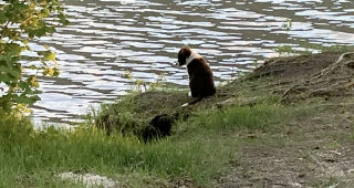 Illustration de l'article : 2 jours de recherche frénétique pour retrouver un chien disparu après une attaque d'ours