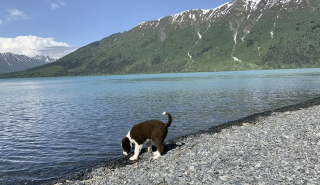 Illustration de l'article : 2 jours de recherche frénétique pour retrouver un chien disparu après une attaque d'ours