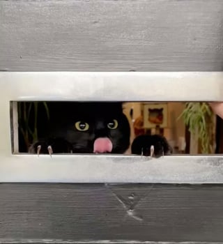 Illustration de l'article : Ces 17 photos de chats vous aideront à chasser vos pensée négatives !