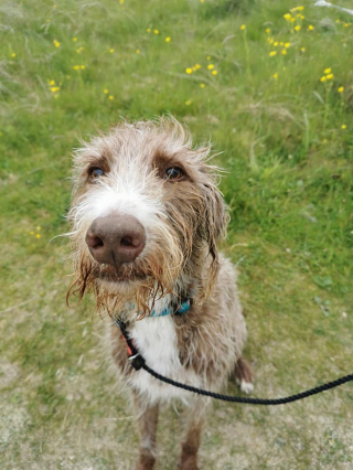 Illustration de l'article : L'histoire bouleversante d'un chien aveugle battu par son ancien propriétaire, découvrant la plage pour la première fois