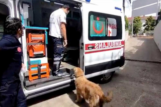 Illustration de l'article : La vidéo poignante d'un Golden Retriever fidèle courant après l'ambulance qui transporte sa propriétaire à l'hôpital