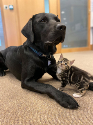 Illustration de l'article : L'adorable soutien d'un jeune chien envers 7 chatons orphelins