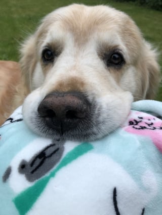 Illustration de l'article : Propriétaires, voisins et pompiers se mobilisent pour aider un Golden Retriever coincé dans une clôture