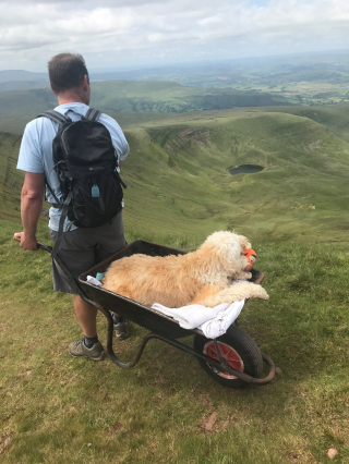 Illustration de l'article : La dernière aventure émouvante d'un homme et de son Labradoodle condamné par une maladie incurable