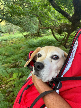 Illustration de l'article : Le sauvetage d’un chien et de son maître qui s’est blessé en tentant de le secourir après une chute en montagne