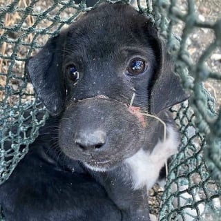 Illustration de l'article : Un chiot retrouvé terrifié, gravement malade et blessé, réapprend  à faire confiance aux humains