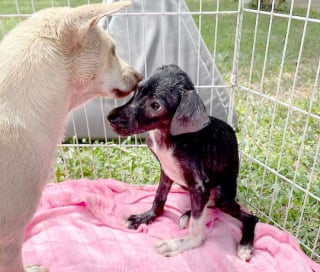 Illustration de l'article : Un chiot retrouvé terrifié, gravement malade et blessé, réapprend  à faire confiance aux humains