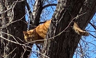 Illustration de l'article : La visite insolite d'un chat chez une inconnue pour regarder des vidéos d'oiseaux