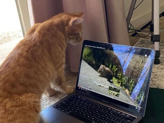 Illustration de l'article : La visite insolite d'un chat chez une inconnue pour regarder des vidéos d'oiseaux