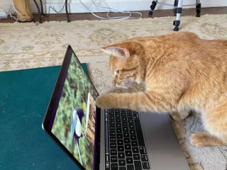 Illustration de l'article : La visite insolite d'un chat chez une inconnue pour regarder des vidéos d'oiseaux