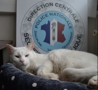 Illustration de l'article : Un chat se rend au commissariat tous les jours. Un an plus tard, il devient la mascotte de la police locale