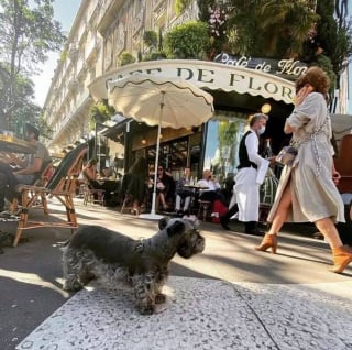 Illustration de l'article : 12 photos de chiens ravis de leur escapade parisienne