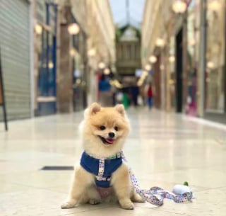 Illustration de l'article : 12 photos de chiens ravis de leur escapade parisienne