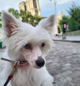 Illustration de l'article : 12 photos de chiens ravis de leur escapade parisienne