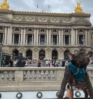 Illustration de l'article : 12 photos de chiens ravis de leur escapade parisienne