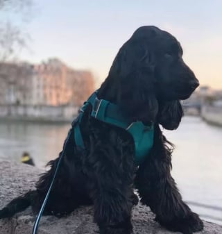 Illustration de l'article : 12 photos de chiens ravis de leur escapade parisienne