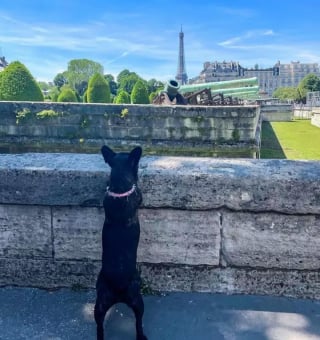 Illustration de l'article : 12 photos de chiens ravis de leur escapade parisienne