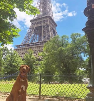 Illustration de l'article : 12 photos de chiens ravis de leur escapade parisienne