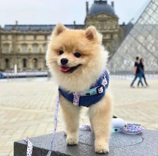 Illustration de l'article : 12 photos de chiens ravis de leur escapade parisienne