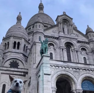 Illustration de l'article : 12 photos de chiens ravis de leur escapade parisienne