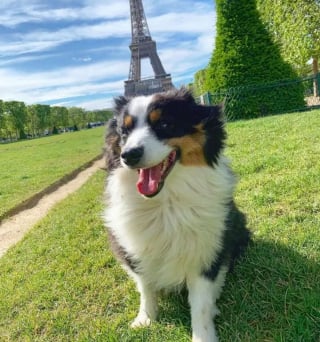 Illustration de l'article : 12 photos de chiens ravis de leur escapade parisienne