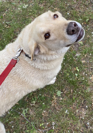 Illustration de l'article : Ce chien traverse, chaque jour, ce lac à la nage pour une raison bien particulière !