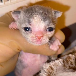 Illustration de l'article : L'incroyable volonté de vivre d'un chaton mal en point surmontant de nombreux obstacles