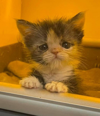 Illustration de l'article : L'incroyable volonté de vivre d'un chaton mal en point surmontant de nombreux obstacles