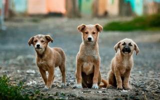 Illustration de l'article : Une étude révèle que la domestication des chiens en a fait des êtres instinctivement attirés par l'humain