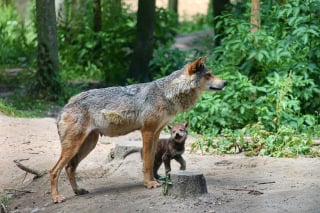 Illustration de l'article : Une étude révèle que la domestication des chiens en a fait des êtres instinctivement attirés par l'humain