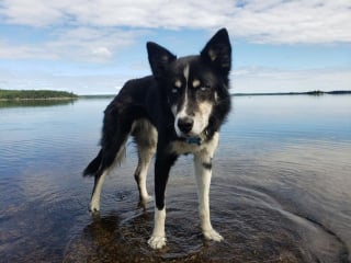 Illustration de l'article : Pour retrouver son Husky disparu depuis plusieurs jours, il déploie un grand nombre d'équipements, dont un drone 