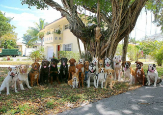 Illustration de l'article : 20 chiens souriants dont la pose évoque une belle photo de classe