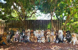 Illustration de l'article : 20 chiens souriants dont la pose évoque une belle photo de classe