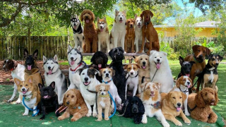 Illustration de l'article : 20 chiens souriants dont la pose évoque une belle photo de classe