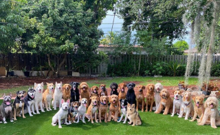 Illustration de l'article : 20 chiens souriants dont la pose évoque une belle photo de classe