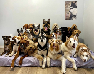 Illustration de l'article : 20 chiens souriants dont la pose évoque une belle photo de classe