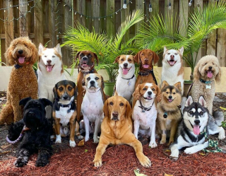 Illustration de l'article : 20 chiens souriants dont la pose évoque une belle photo de classe