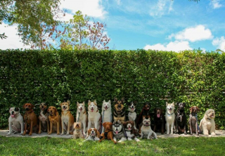 Illustration de l'article : 20 chiens souriants dont la pose évoque une belle photo de classe