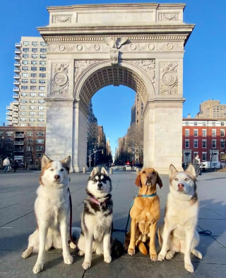 Illustration de l'article : 20 chiens souriants dont la pose évoque une belle photo de classe