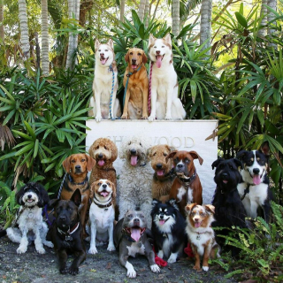 Illustration de l'article : 20 chiens souriants dont la pose évoque une belle photo de classe