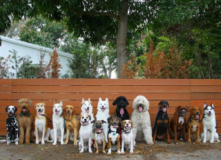 Illustration de l'article : 20 chiens souriants dont la pose évoque une belle photo de classe